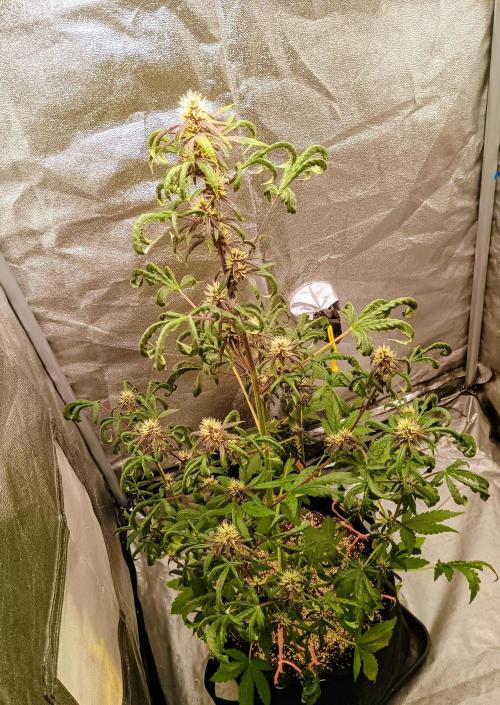 Purplematic CBD - RQS. Week 5 - 37. den