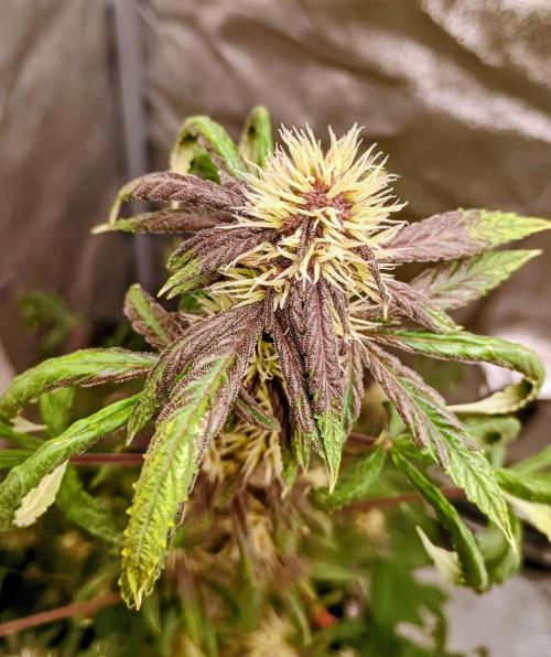 Purplematic CBD - RQS. Week 5 - 37. den