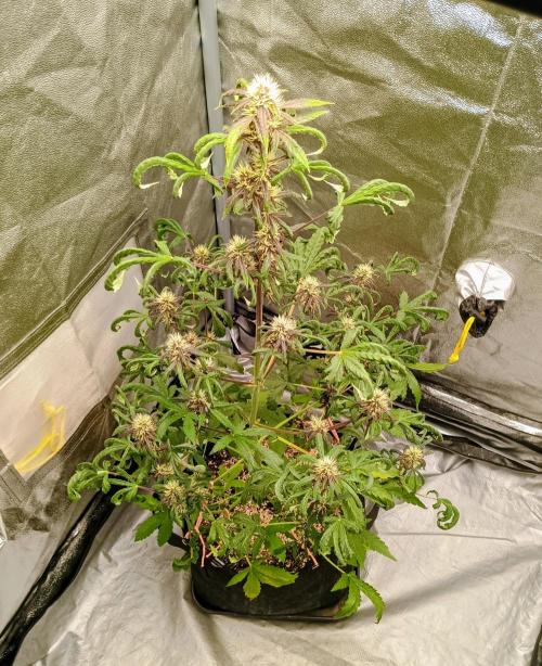 Purplematic CBD - RQS. Week 5 - 37. den