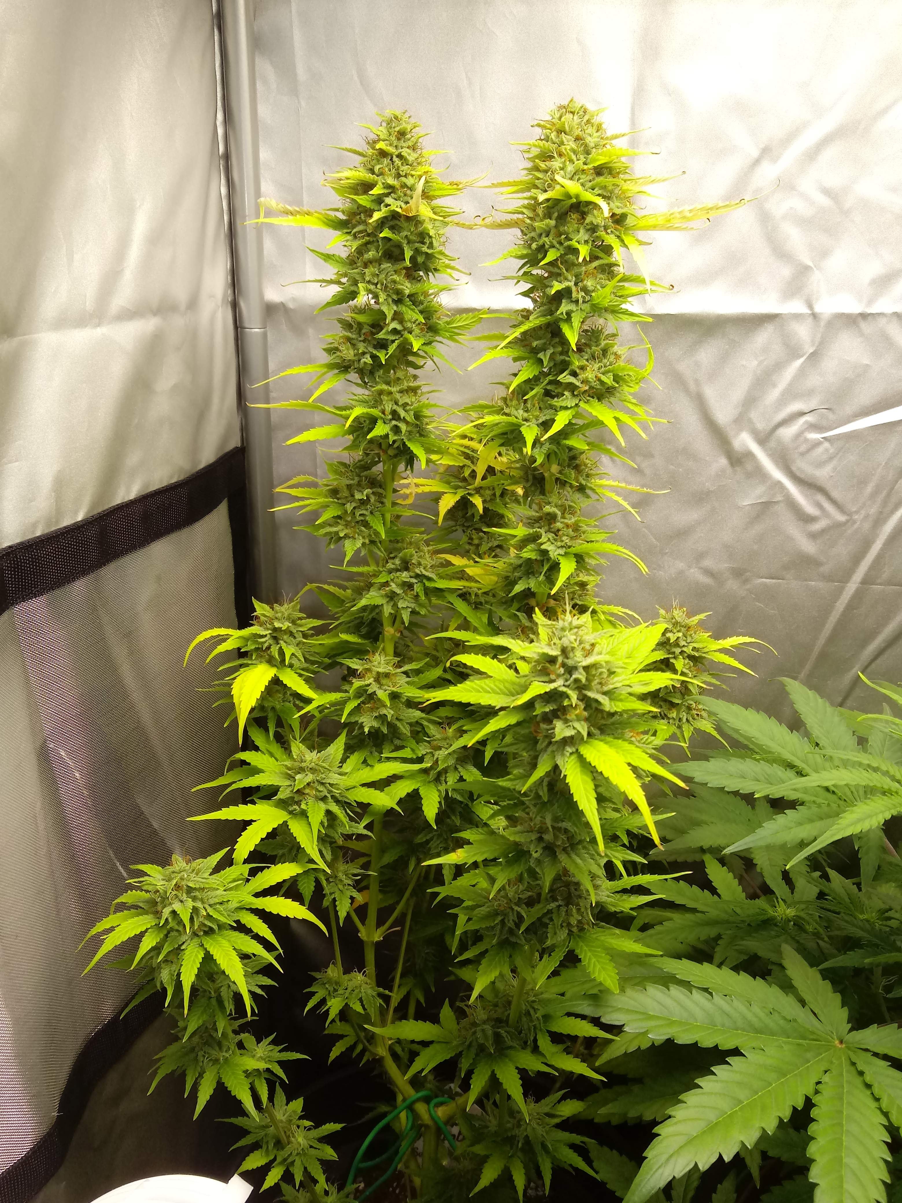 Humboldt Seeds Lemon Juice Express Auto grow journal harvest11 by GrowDiaries