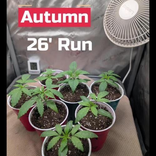 Autumn 26' Run