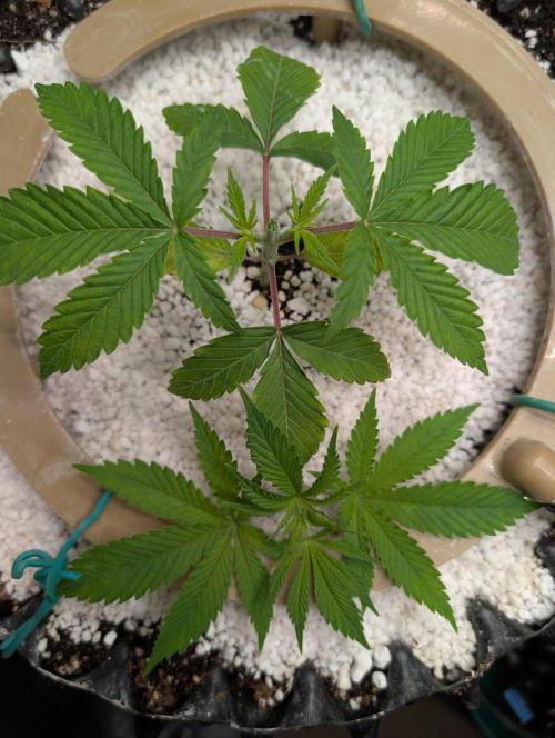 Autumn 26' Run. Week 3 - Topped on Day 21