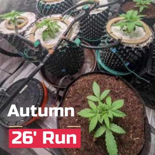 Autumn 26' Run