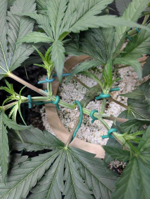 Autumn 26' Run. Week 6 - LST