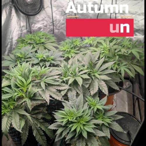 Autumn 26' Run