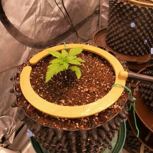 Red Hot Cookies Fem