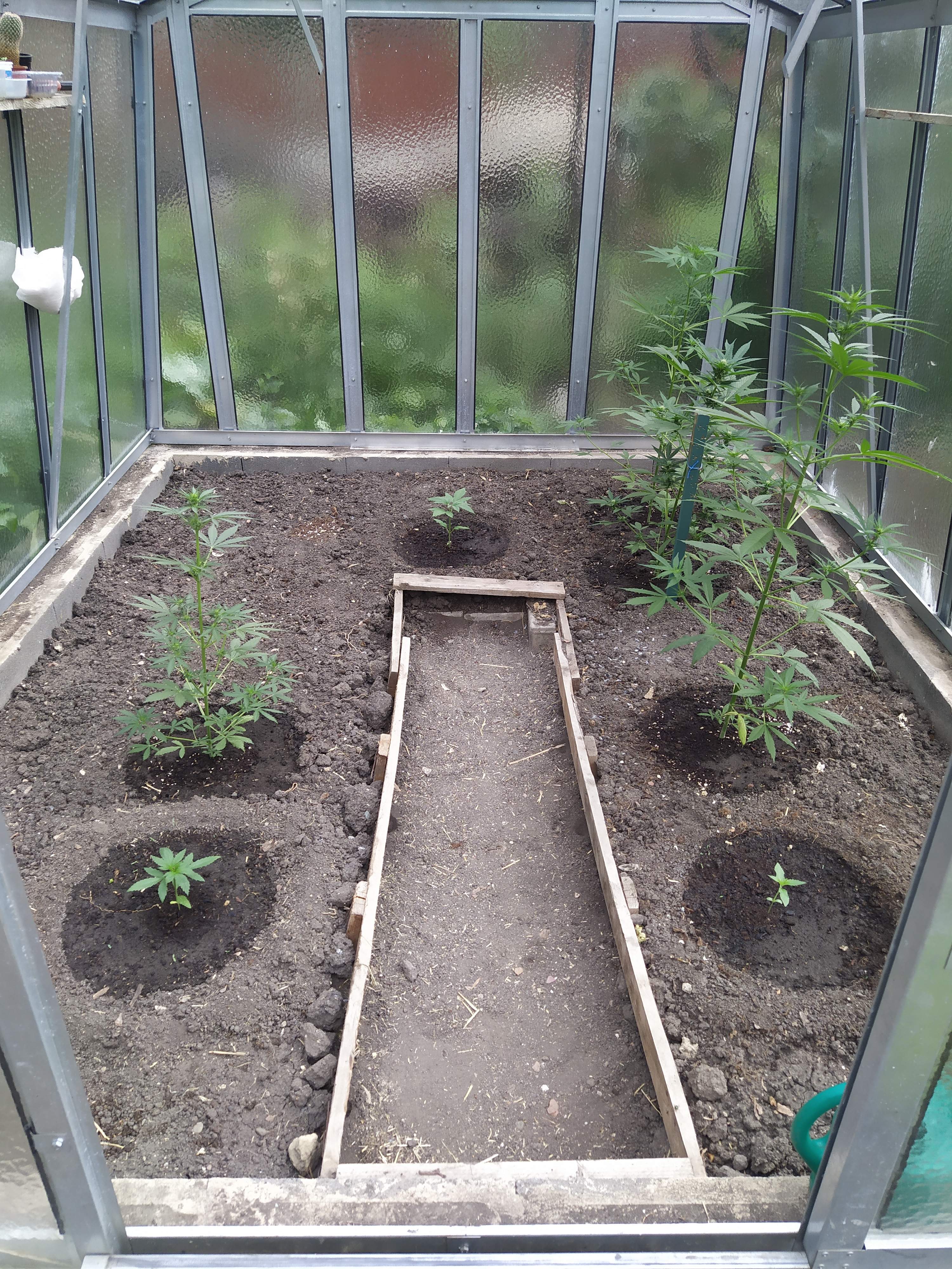 Seedstockers Blackberry Gum Autoflower, Dutch Passion Auto Xtreme 2