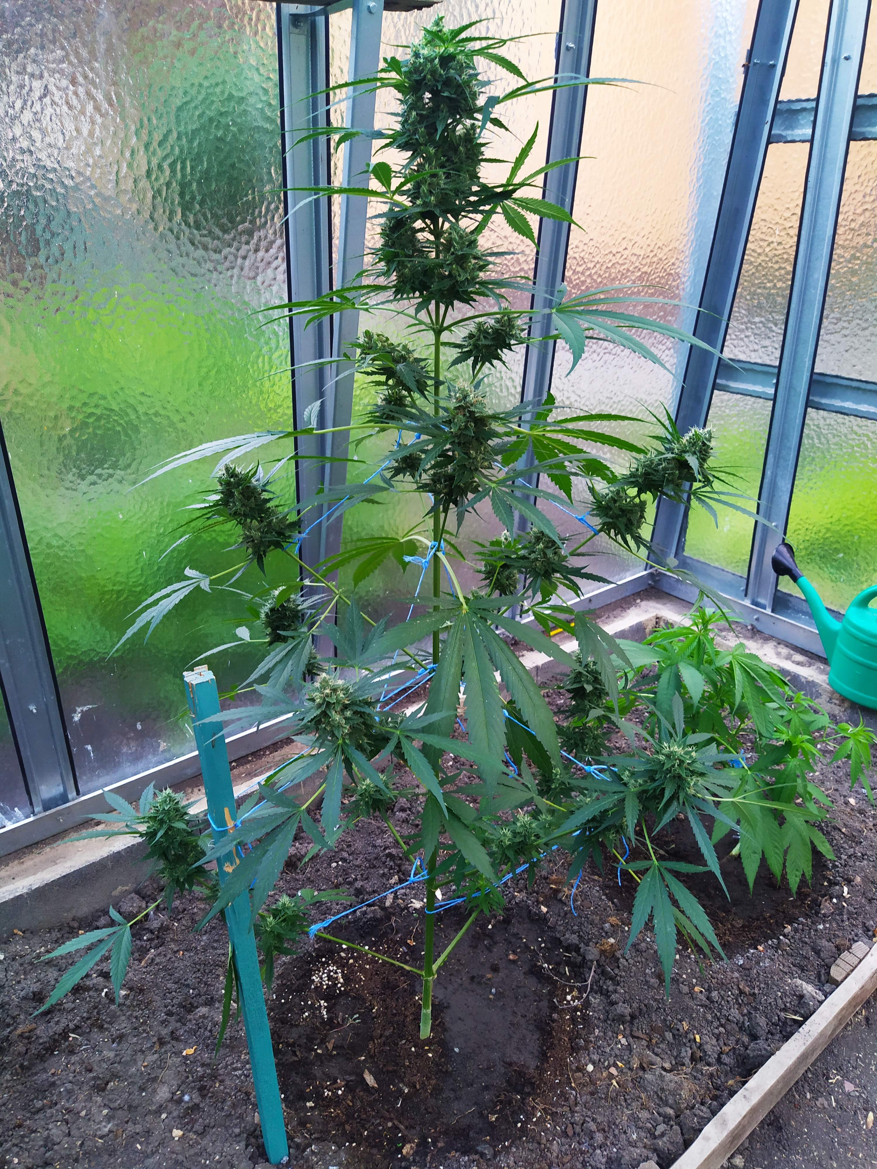 Seedstockers Blackberry Gum Autoflower, Dutch Passion Auto Xtreme grow