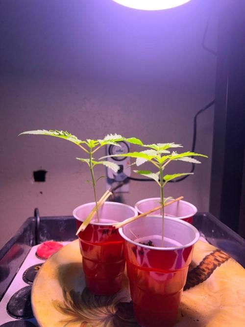 Personal Stash. Week 2 - DAY 14