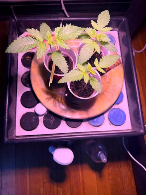 Personal Stash. Week 2 - DAY 14