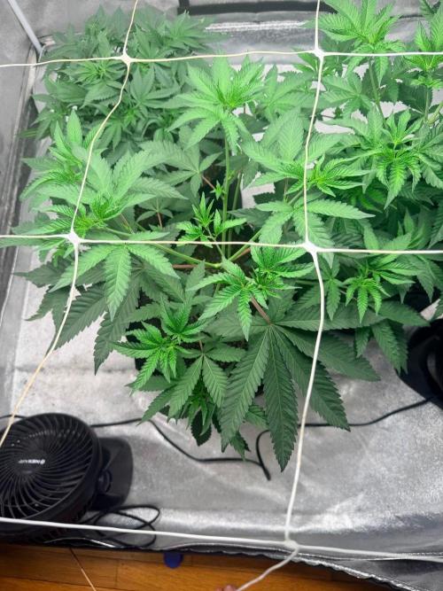 Personal Stash. Week 6 - Day 3 Melt Pheno 2