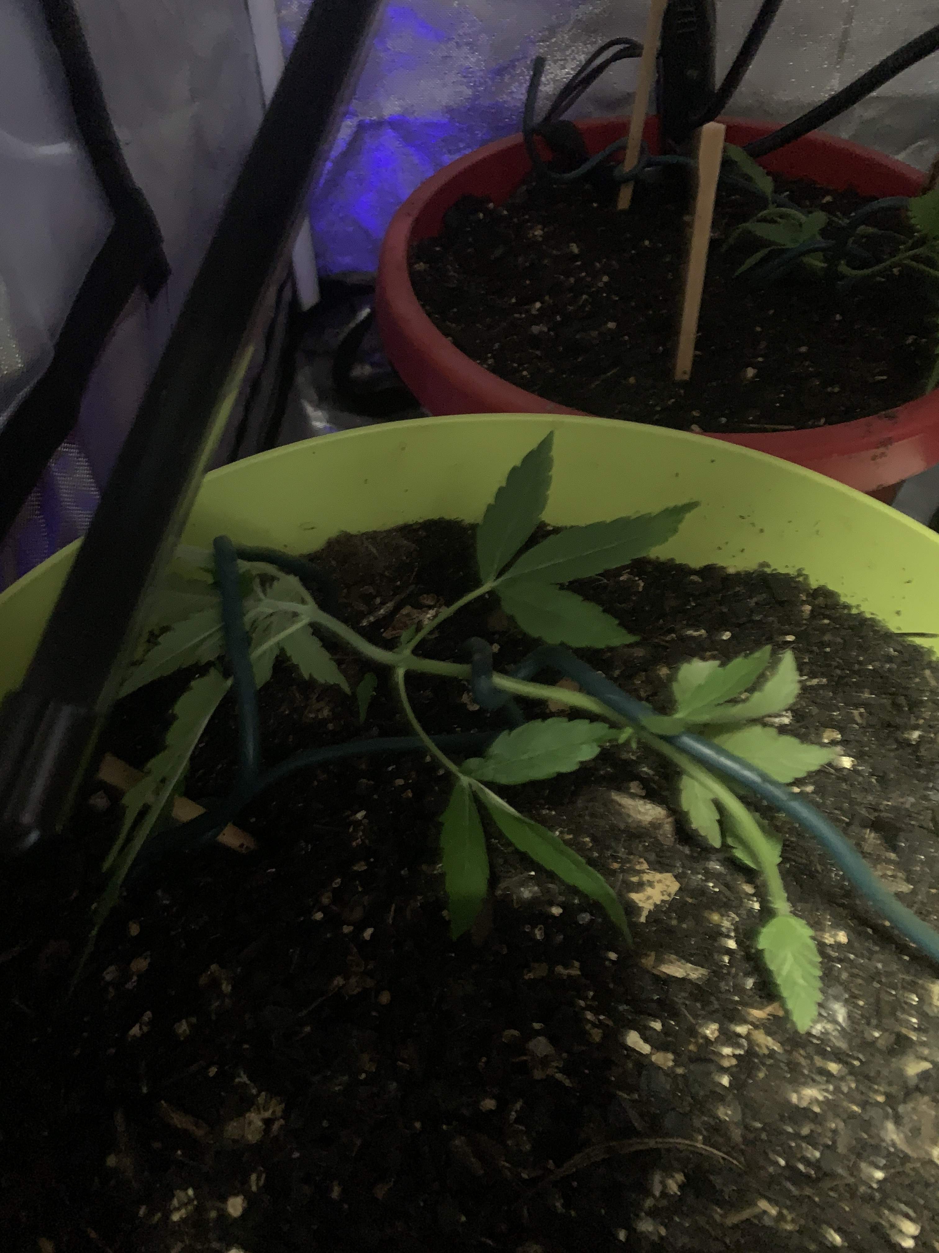 Northern lights, Blackberry Kush grow diary (journal) week7 by Hells