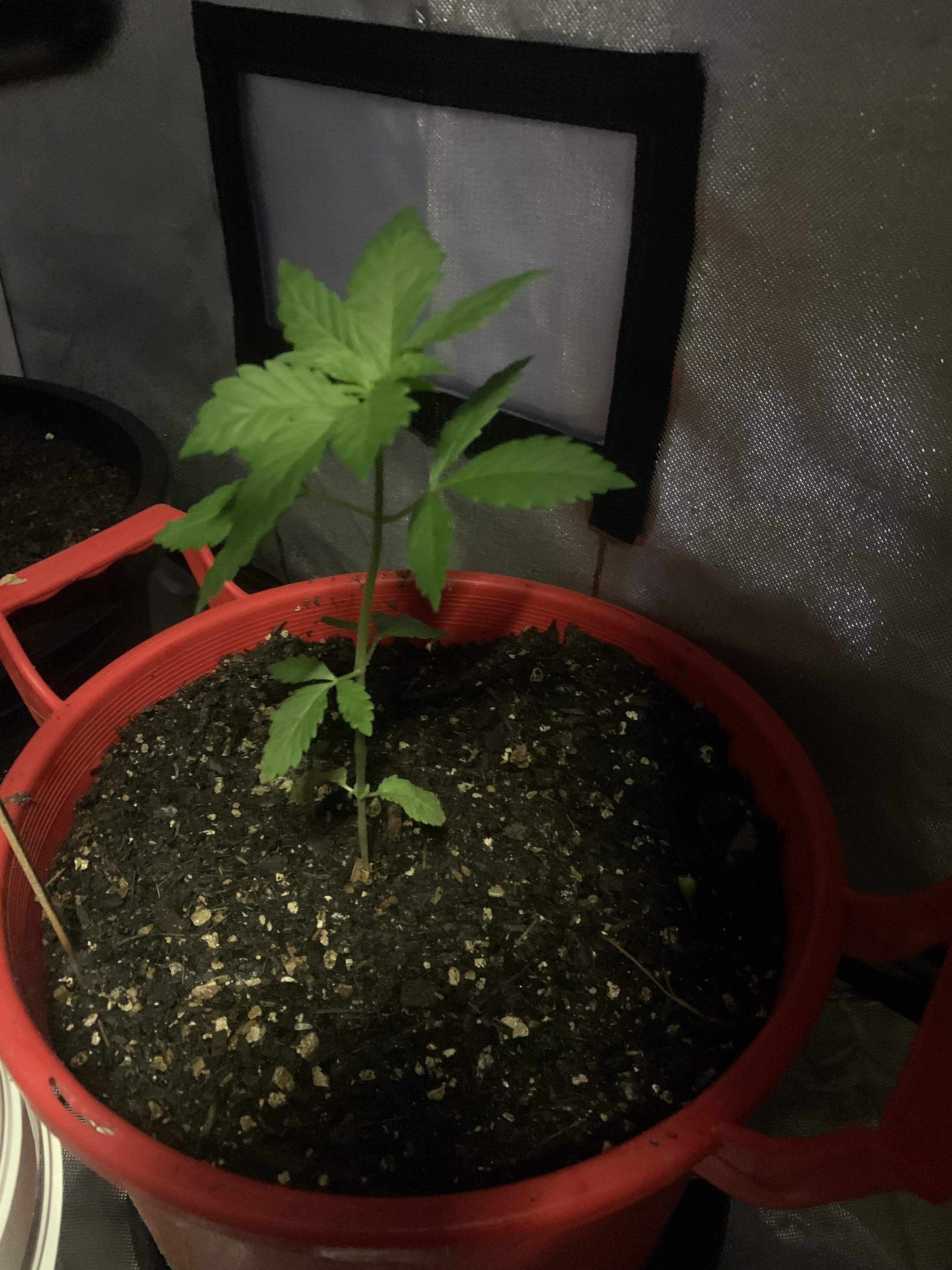 Northern lights, Blackberry Kush grow diary (journal) week7 by Hells