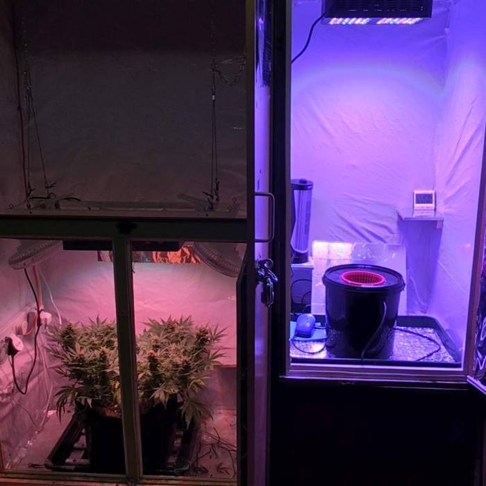 Compassion First DWC Grow. Week 1 - On the left is my flower chamber (double wardrobe) and on the right my newly added veg chamber (cabinet built especially). The last of my coco grows is near to harvest and I’ve just germinated a seed in rockwool on the right