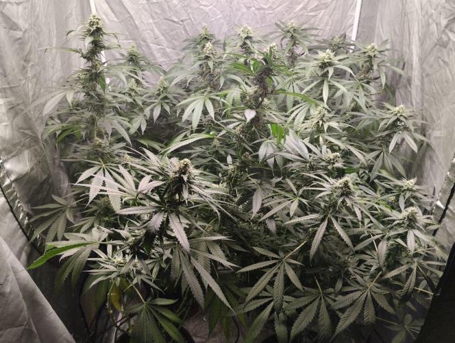 x4 Channel+ By MedicalSeeds. Week 8