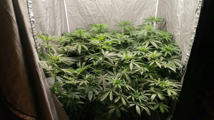 x4 Channel+ By MedicalSeeds. Week 8