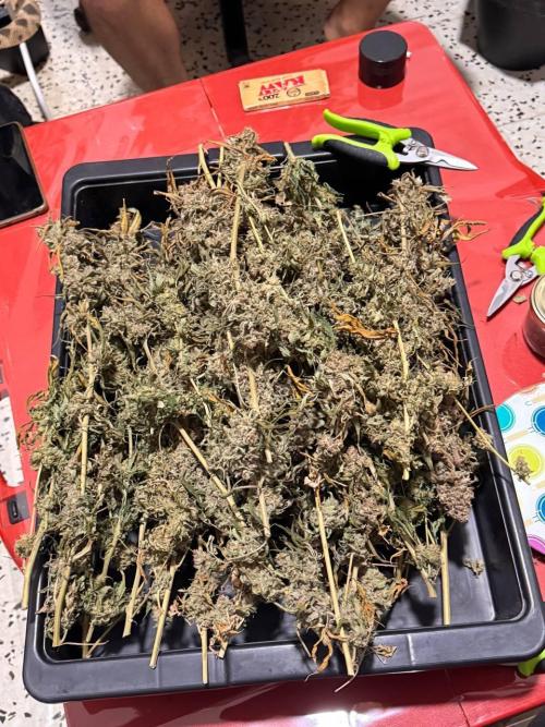 x4 Channel+ By MedicalSeeds. Week 8