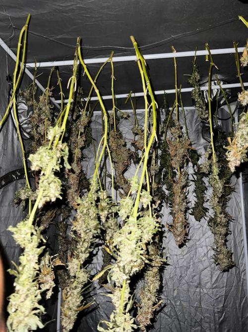 x4 Channel+ By MedicalSeeds. Week 8