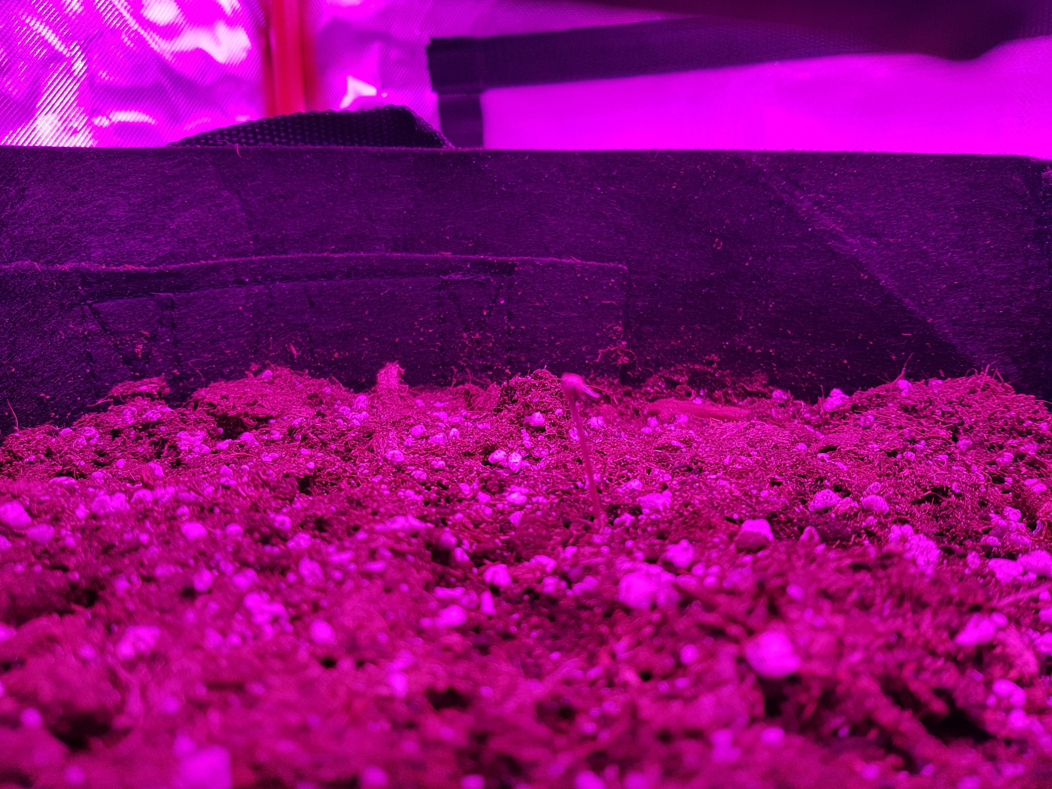 Auto Seeds Girl Scout Cookies Auto grow diary (journal) week1 by Loulou