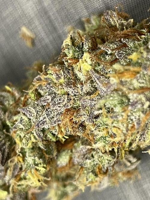 Fast buds gorilla z auto. Week 12