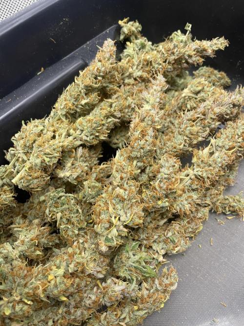 Fast buds gorilla z auto. Week 12