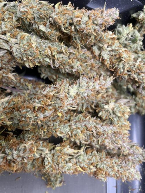 Fast buds gorilla z auto. Week 12