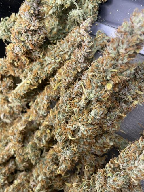 Fast buds gorilla z auto. Week 12