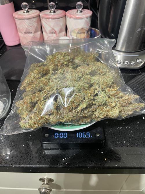 Fast buds gorilla z auto. Week 12