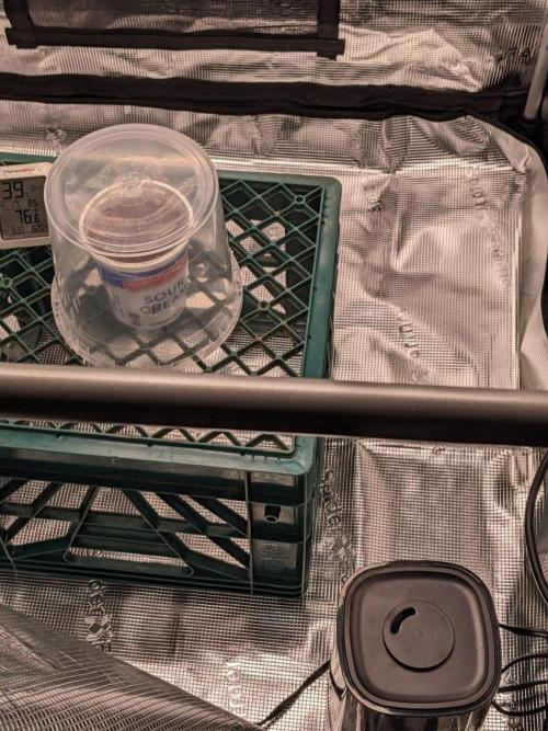 Lemon AK - Fastbuds - Scrog. Week 0 - transferred to plastic cup with clear plastic dome resting on the milk crate.
