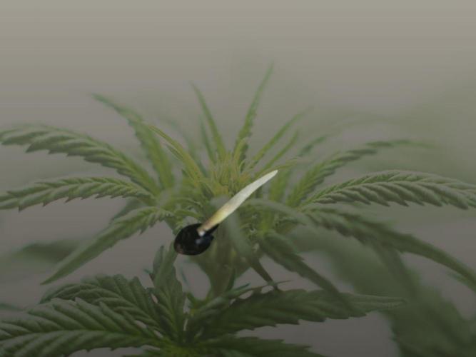 Lemon AK - Fastbuds - Scrog. Week 0 - Tap root broke through in the paper towel.