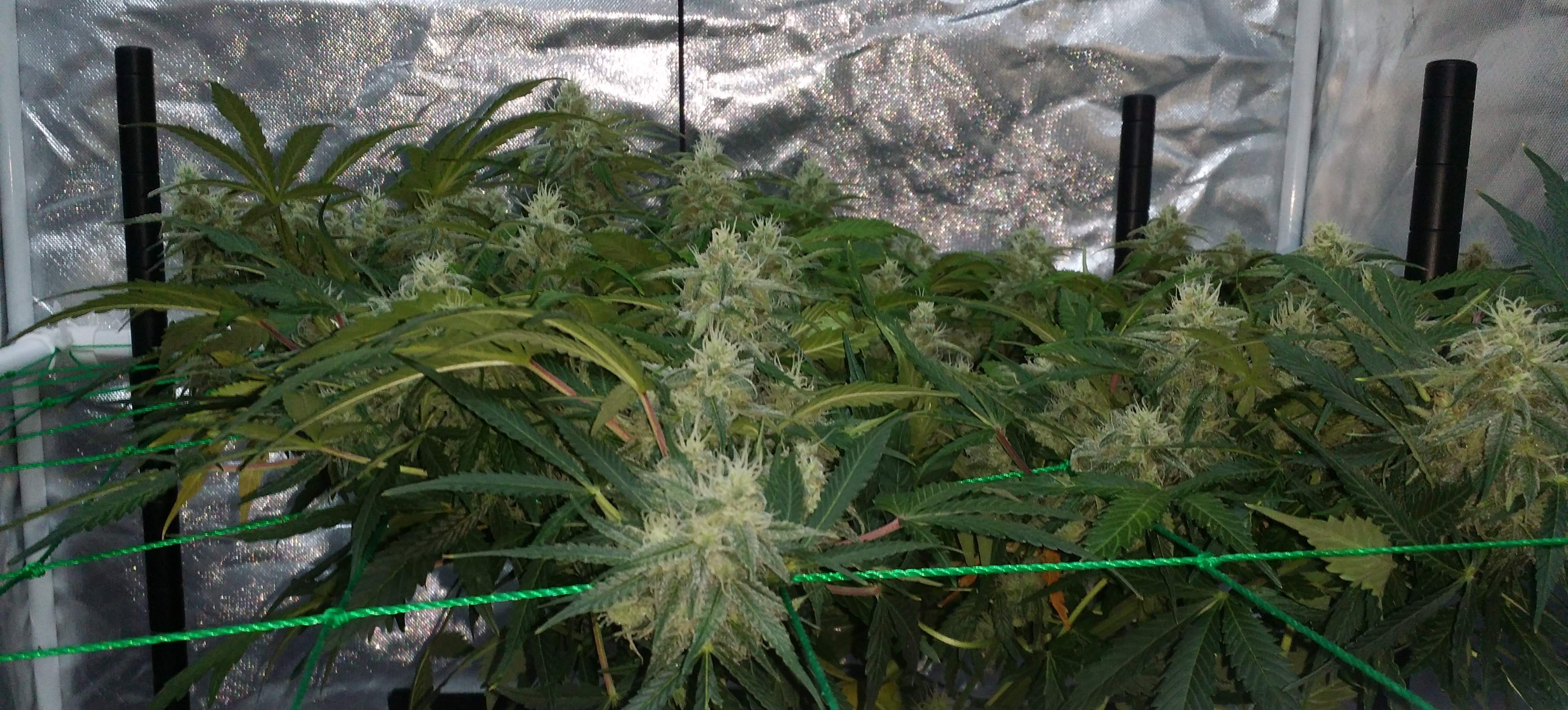 Growers Choice Seeds Sour Kush Auto 3 grow diary (journal) 2 harvest9