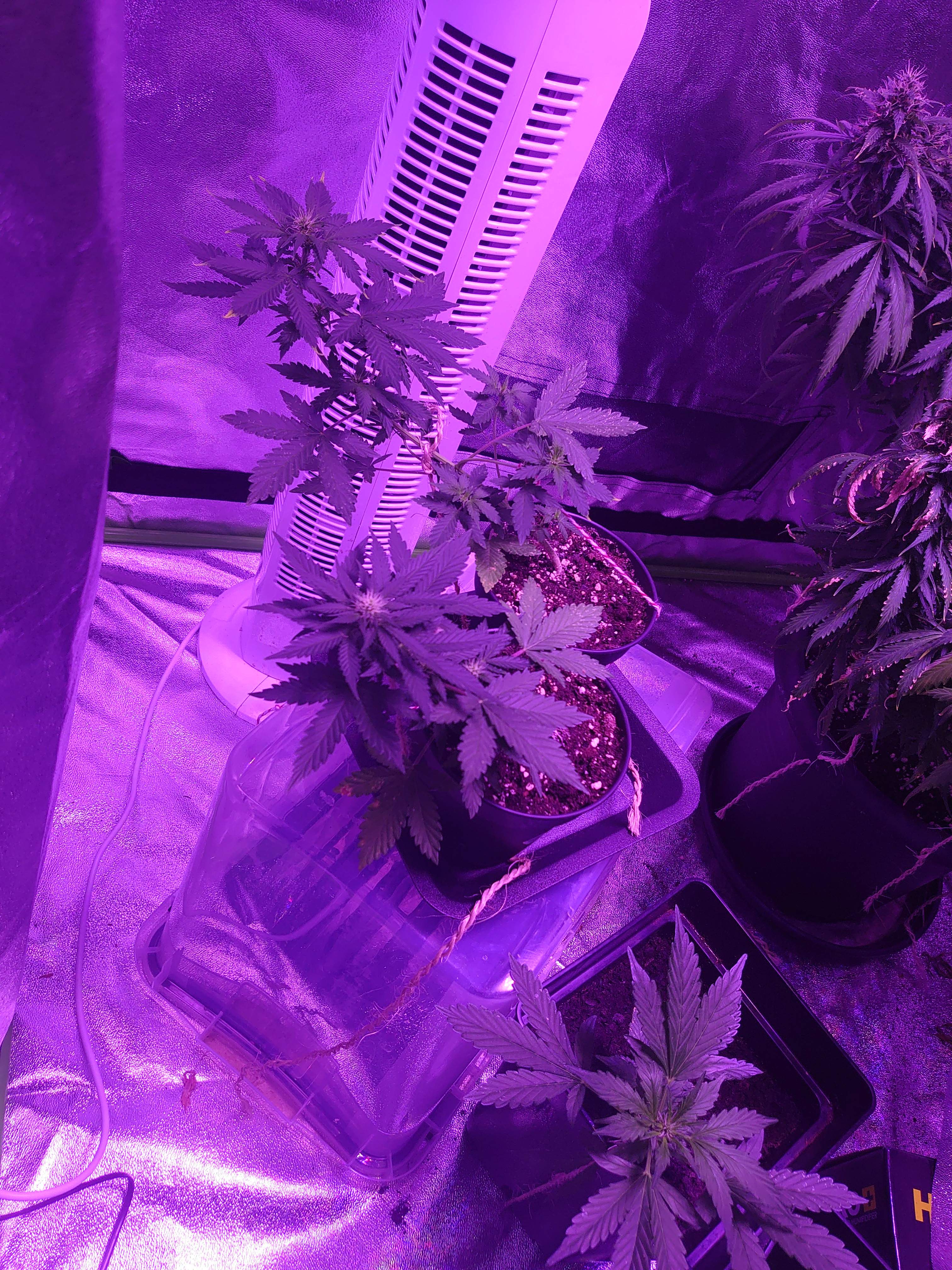 Fast Buds Strawberry Pie Auto, Fast Buds Lemon Pie Auto, Green gelato