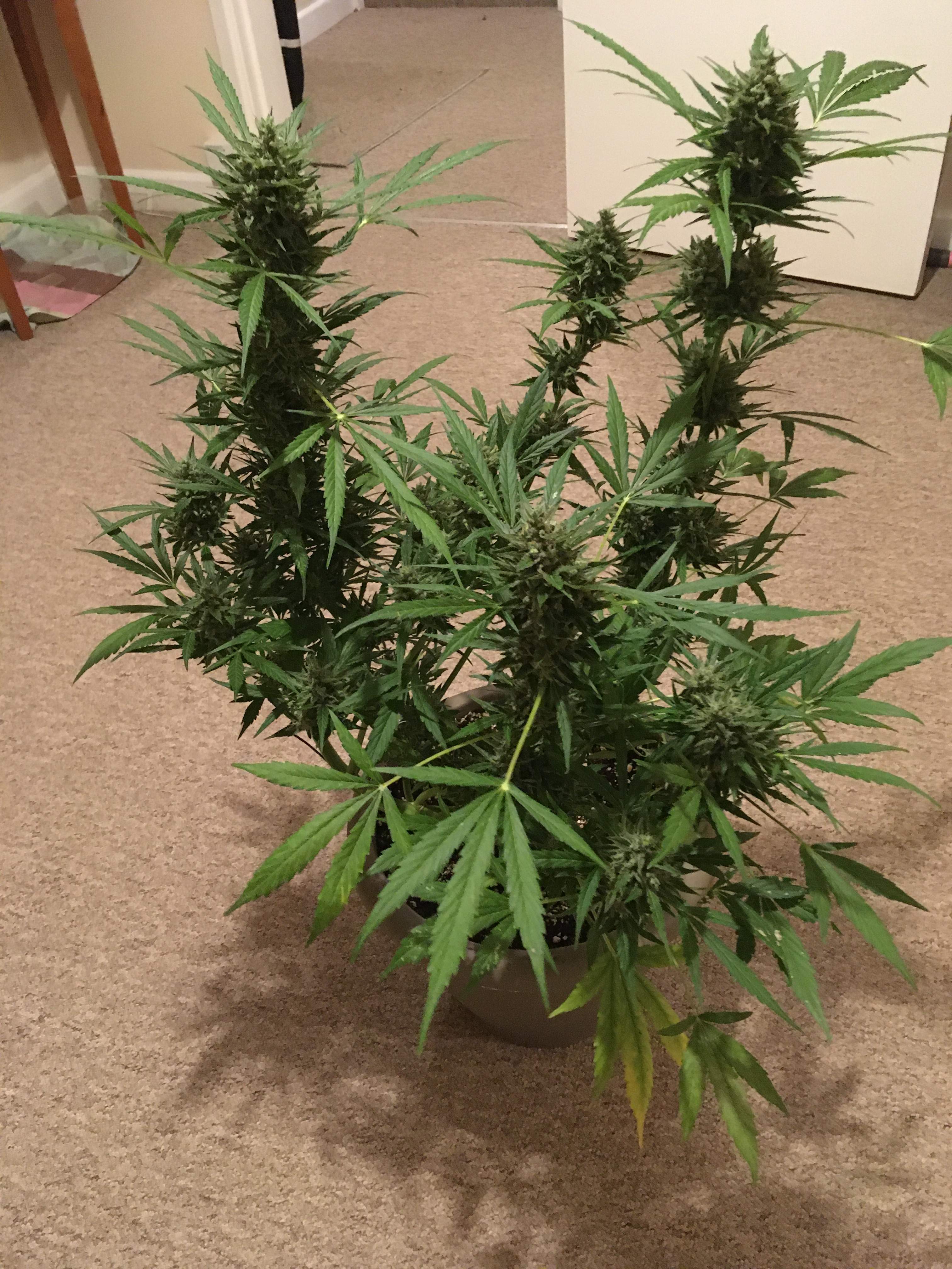 Barney's Farm Pineapple Express Auto grow diary (journal) harvest15 by
