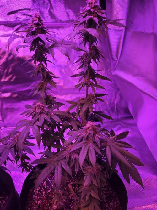 White Widow. Week 14