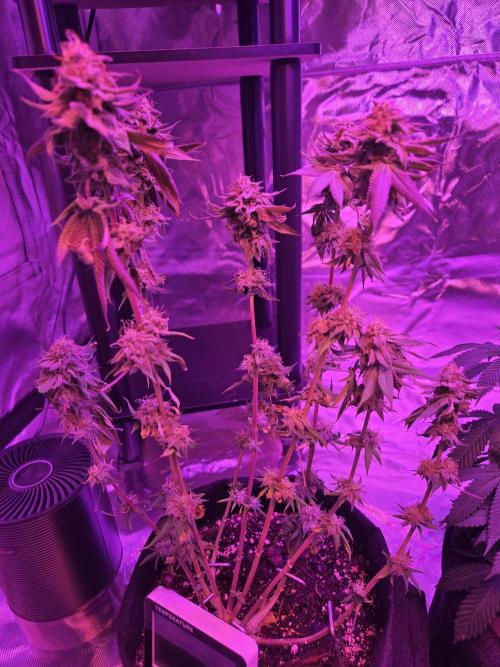 White Widow. Week 14