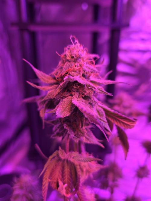 White Widow. Week 14