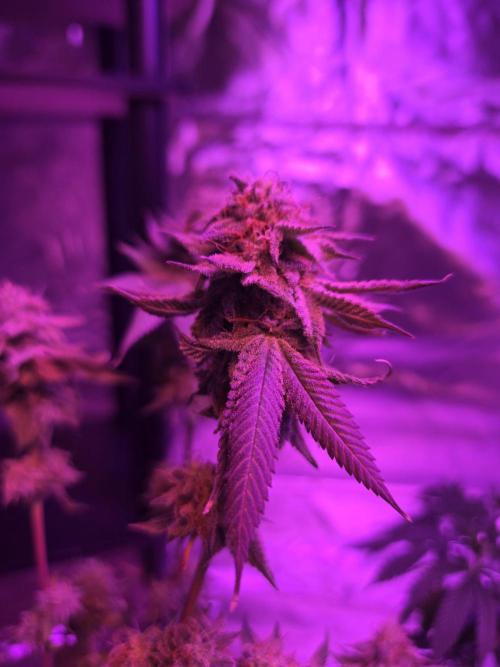 White Widow. Week 14