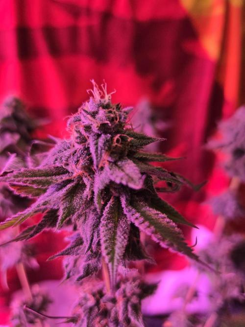 White Widow. Week 15