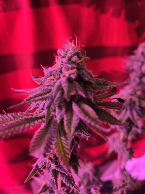 White Widow. Week 15