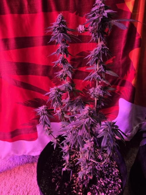 White Widow. Week 15