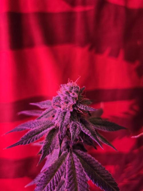 White Widow. Week 15