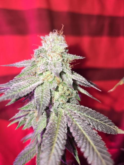 White Widow. Week 16