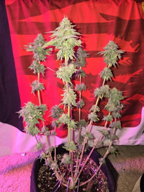 White Widow. Week 16