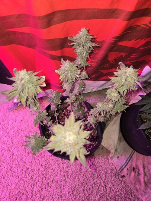 White Widow. Week 16