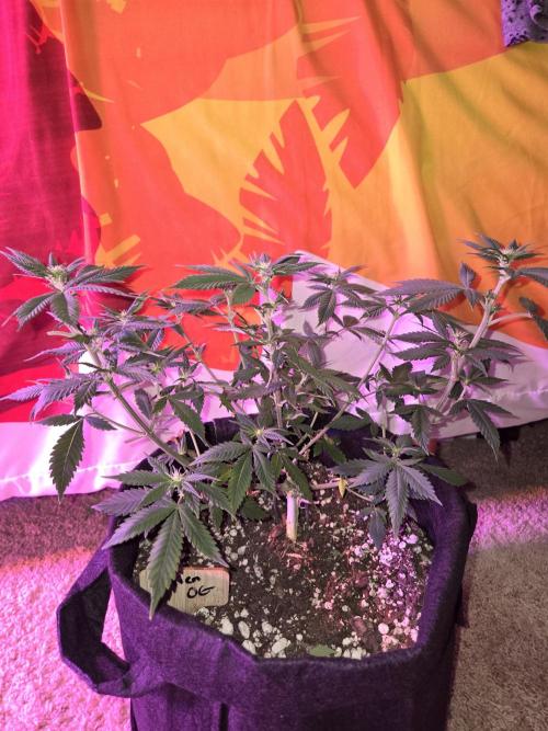 Aliens have arrived Alien OG. Week 9