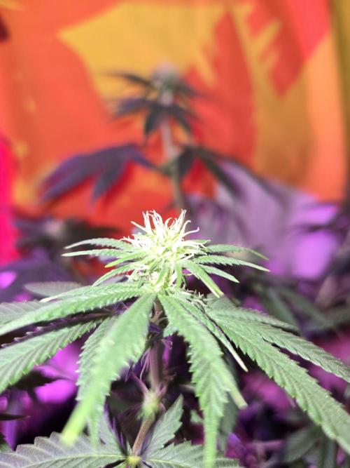 New Level Another Level. Week 8