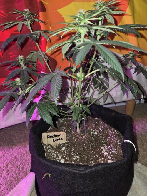 New Level Another Level. Week 9