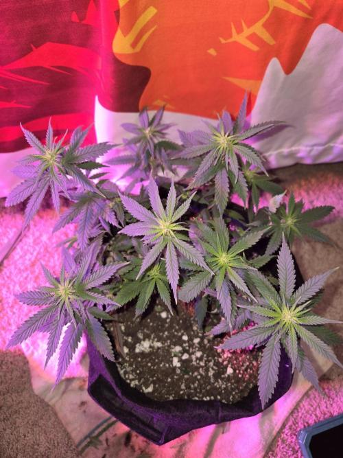 Rushing Raseberry Roulette. Week 9