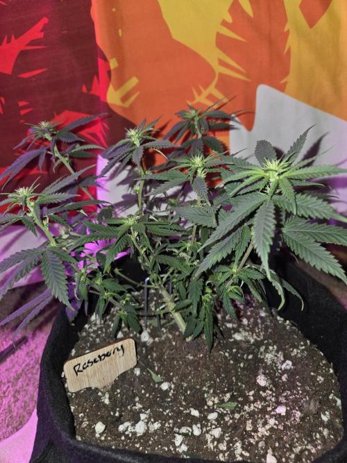 Rushing Raseberry Roulette. Week 9