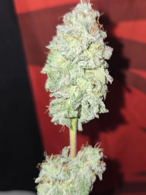 White Widow. Week 17